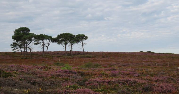 Rutas por el cabo Erquy y el cabo Fréhel en la Bretaña francesa